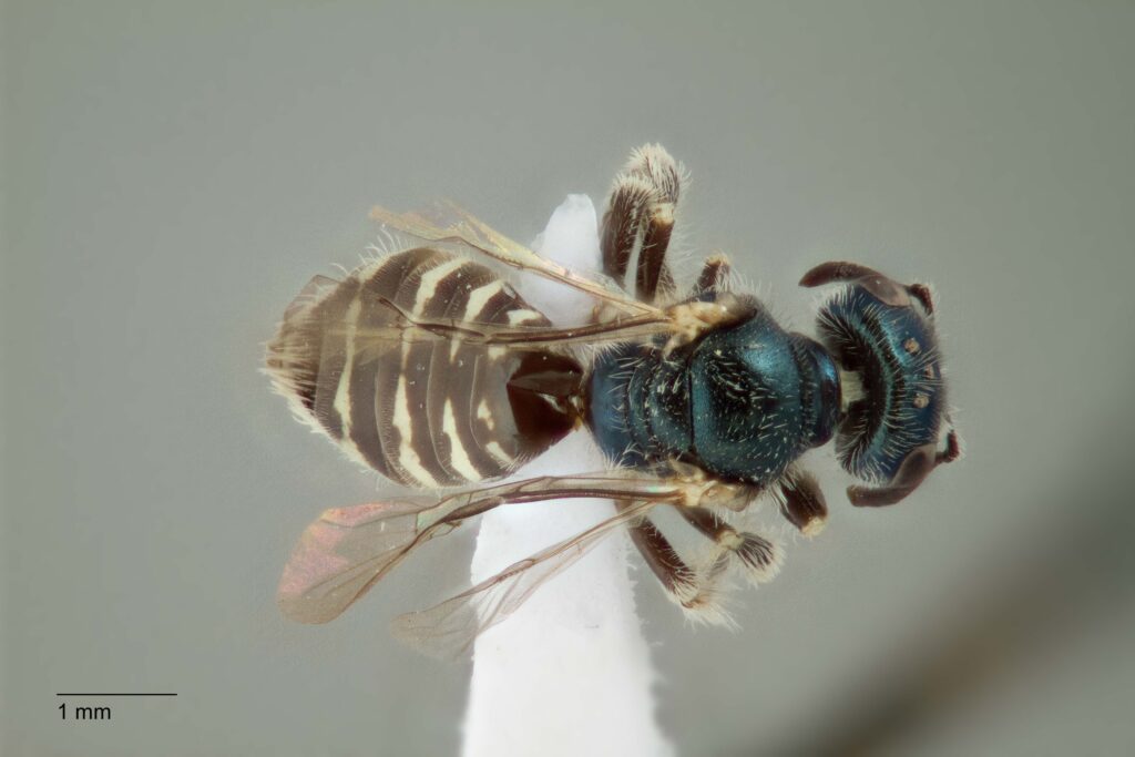 UAIC1138309_F_Dorsal_K2_CF-3_P2