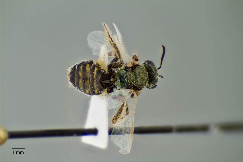 UAIC1138310_Dorsal_K2_CF-2_P1