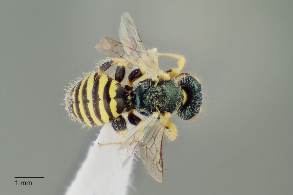 UAIC1138311_M_Dorsal_K2_CF-3_P1