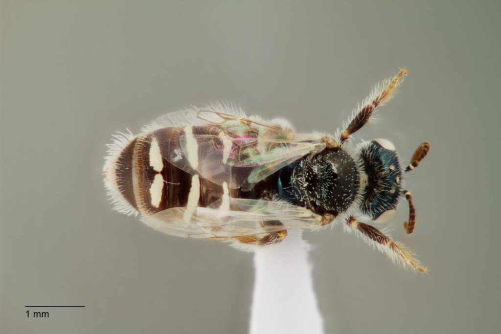 UAIC1138315_F_Dorsal_K2_CF-3_P3