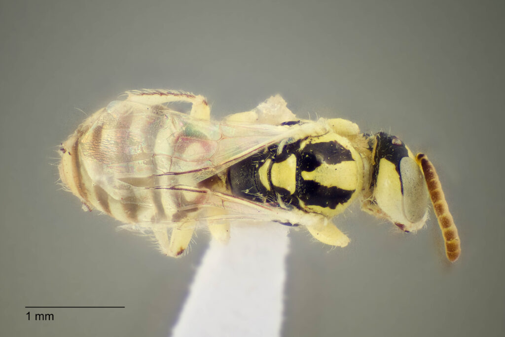 UAIC1138319_M_Dorsal_K2_CF-4_P1