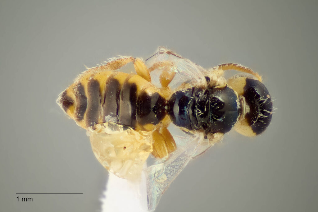 UAIC1138321_M_Dorsal_K2_CF-4_P2