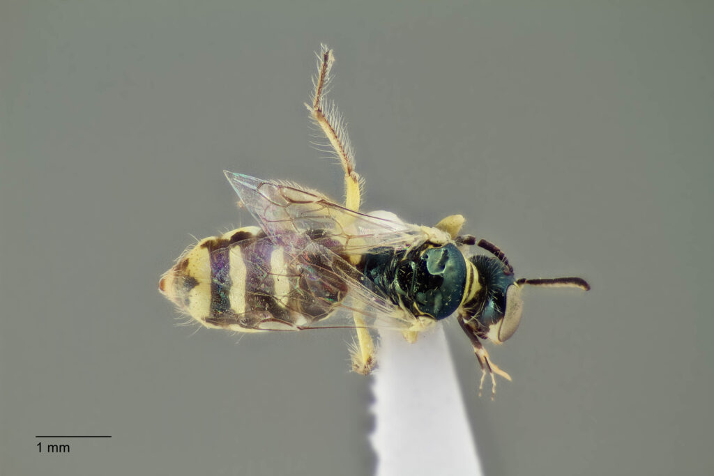 UAIC1138327_F_Dorsal_K2_CF-3_P2