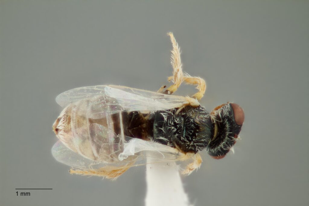 UAIC1138329_Dorsal_K2_CF-3_P3