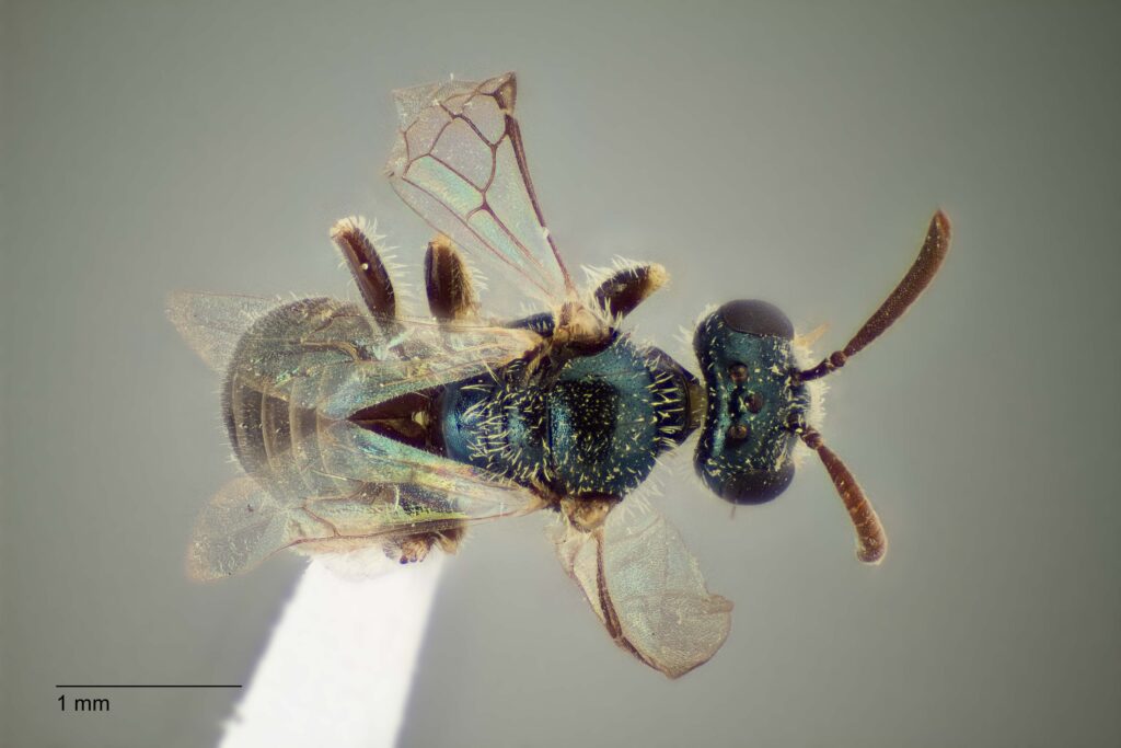 UAIC1138330_M_Dorsal_K2_CF-4_P1