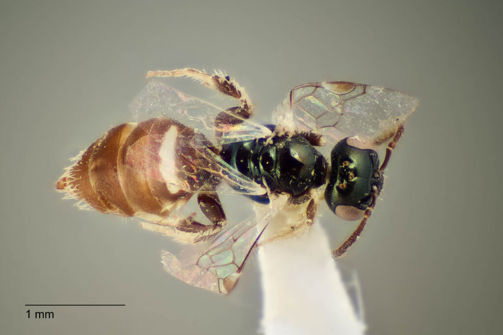 UAIC1138331_F_Dorsal_K2_CF-4_P1