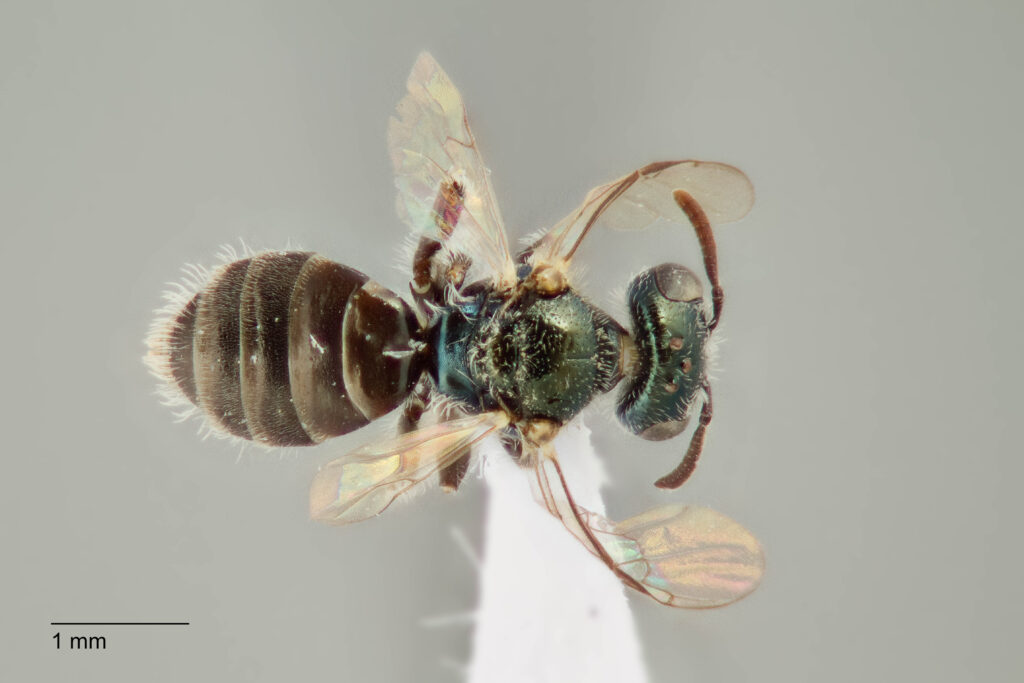 UAIC1138336_F_Dorsal_K2_CF-3_P3