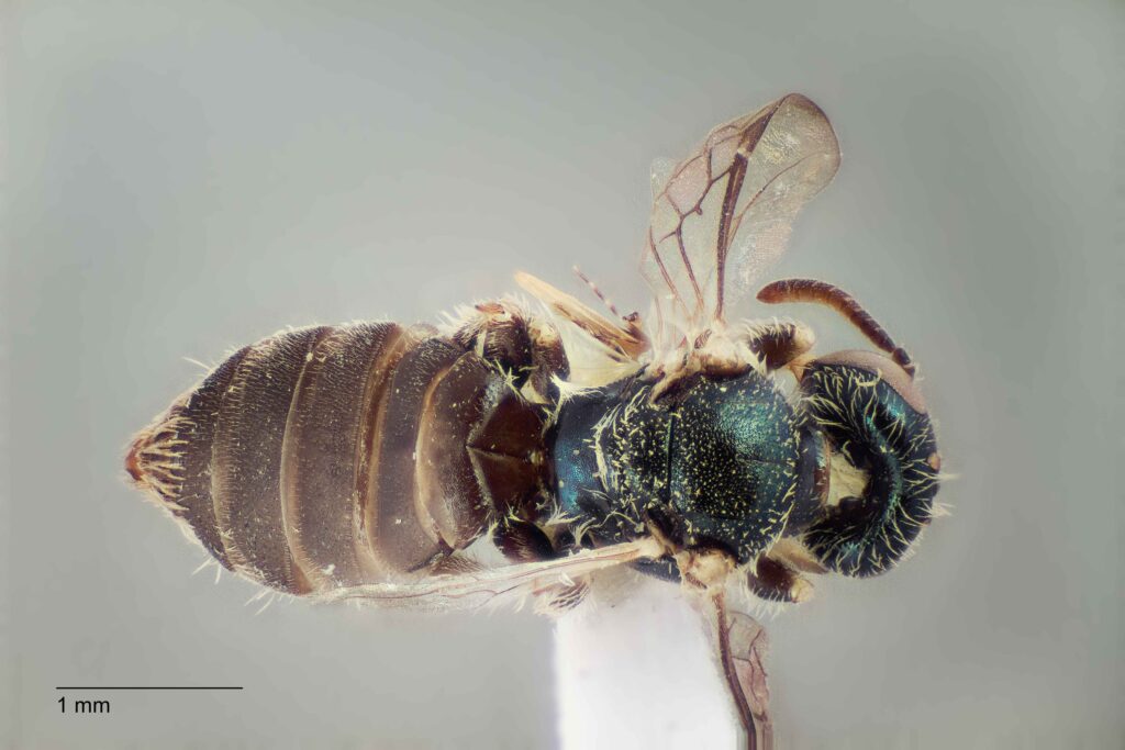 UAIC1138339_F_Dorsal_K2_CF-4_P1