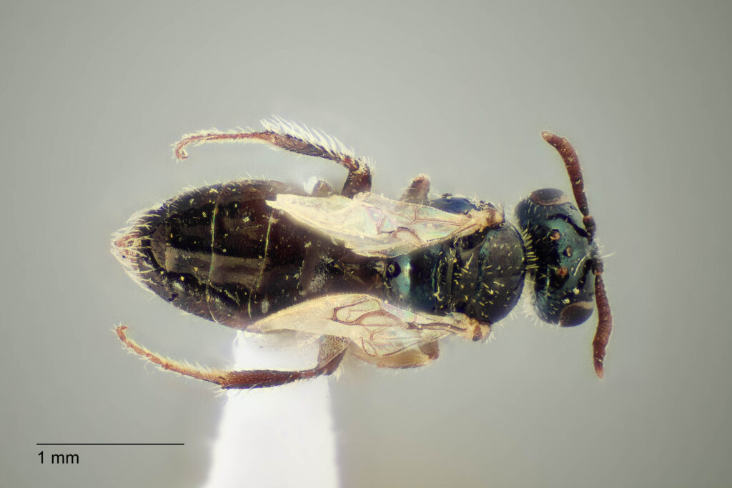 UAIC1138342_Dorsal_K2_CF-4_P1