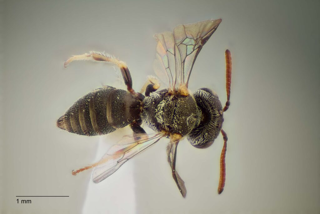 UAIC1138343_M_Dorsal_K2_CF-4_P1