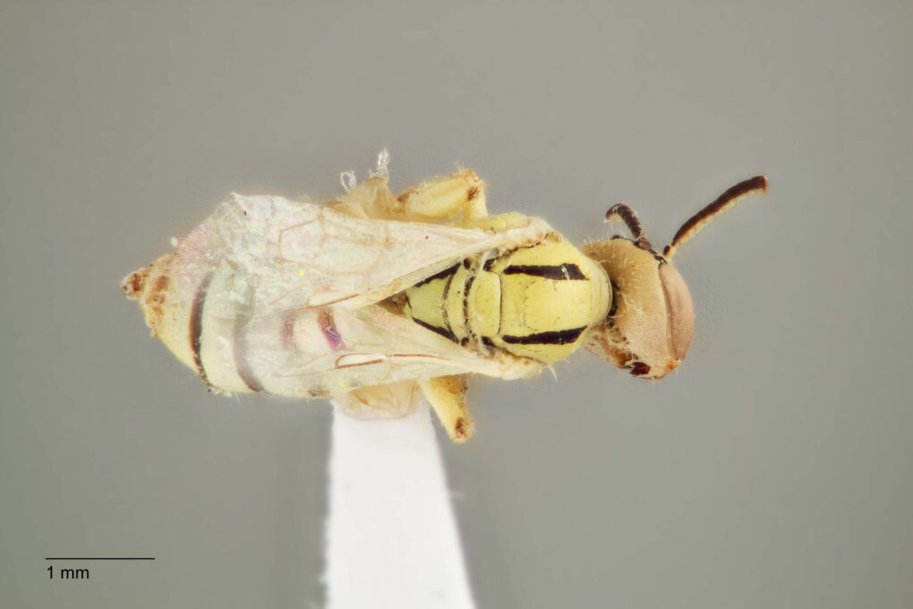 UAIC1138349_F_Dorsal_K2_CF-3_P3