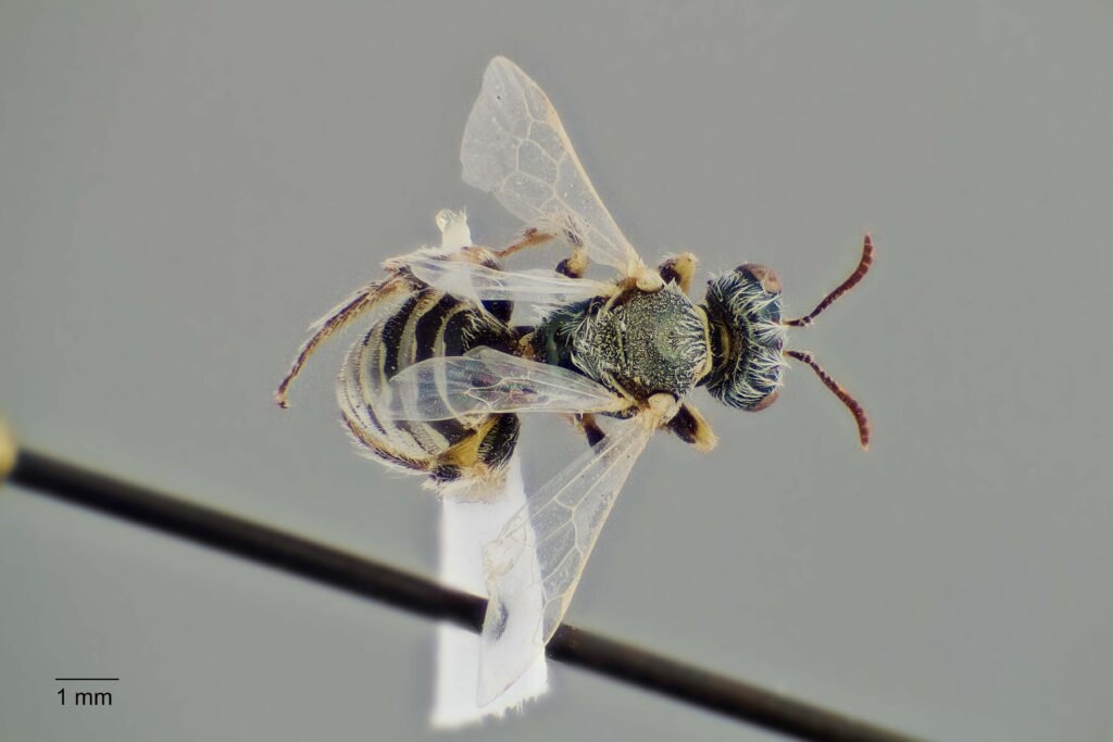 UAIC1138351_M_Dorsal_K2_CF-2_P1