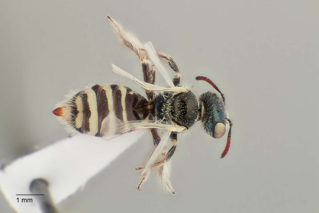 UAIC1138355_F_Dorsal_K2_CF-3_P1