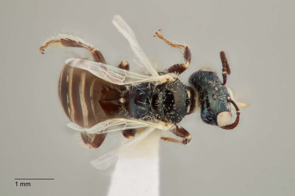 UAIC1138357_M_Dorsal_K2_CF-3_P3