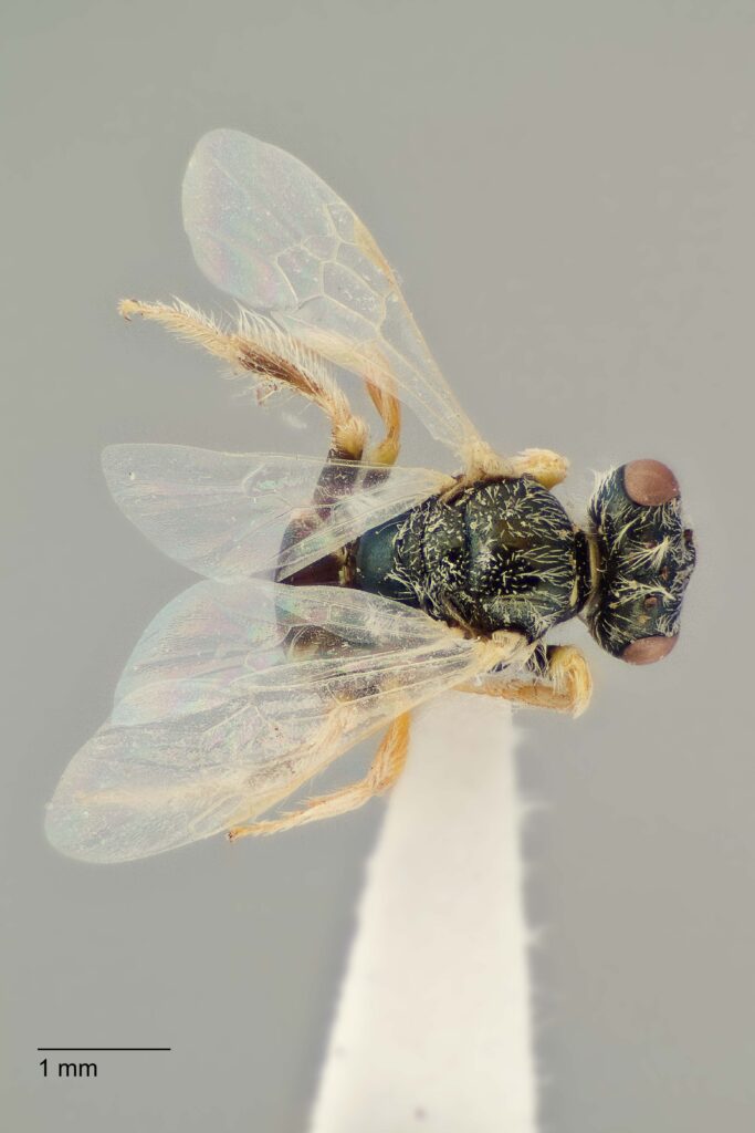 UAIC1138362_F_Dorsal_K2_CF-3_P2