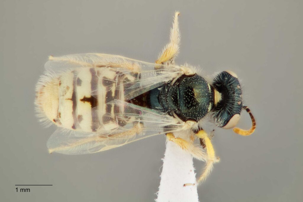 UAIC1138363_F_Dorsal_K2_CF-3_P3