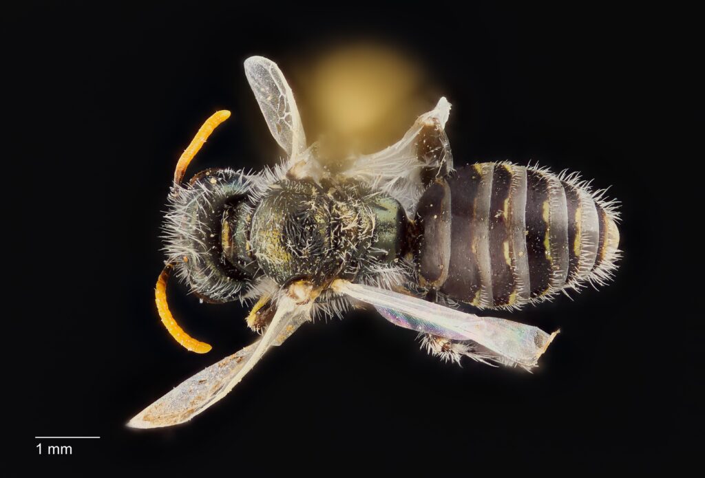 UAIC1138365_Dorsal_65mm_1.4x_1.5x