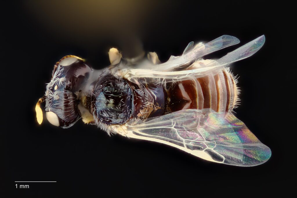 UAIC1138366_Dorsal_65mm_1.4x_2.5x