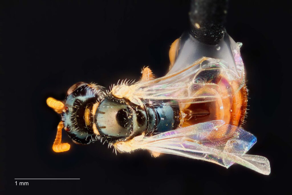 UAIC1138367_Dorsal_65mm_1.4x_4x