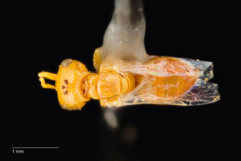 UAIC1138374_Dorsal_65mm_1.4x_3.5x