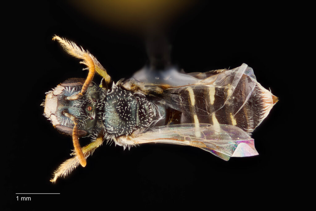 UAIC1138378_Dorsal_65mm_1.4x_2.5x