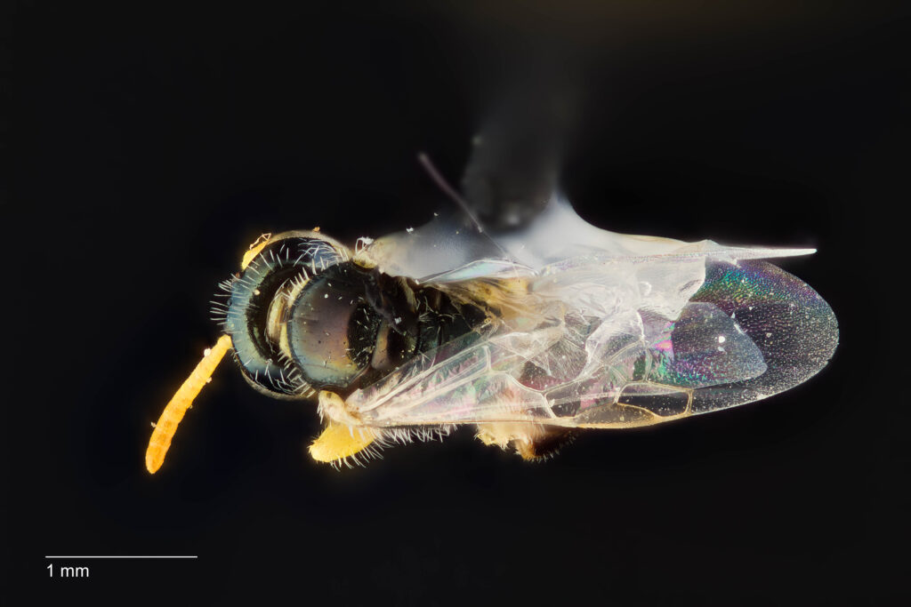 UAIC1138379_Dorsal_65mm_1.4x_3x