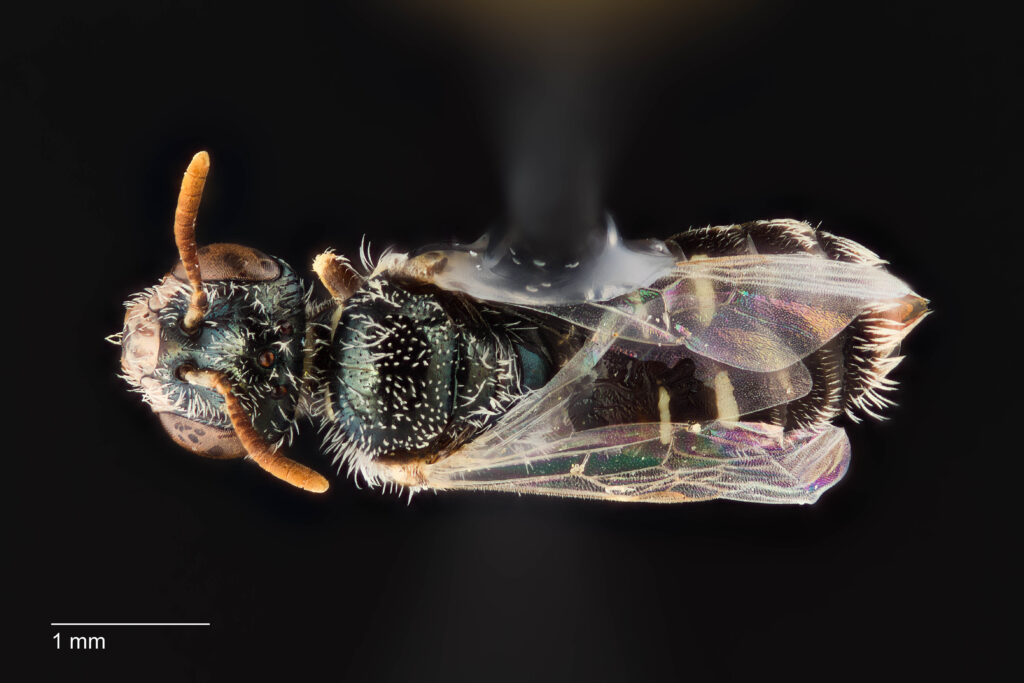 UAIC1138380_Dorsal_65mm_1.4x_2.5x