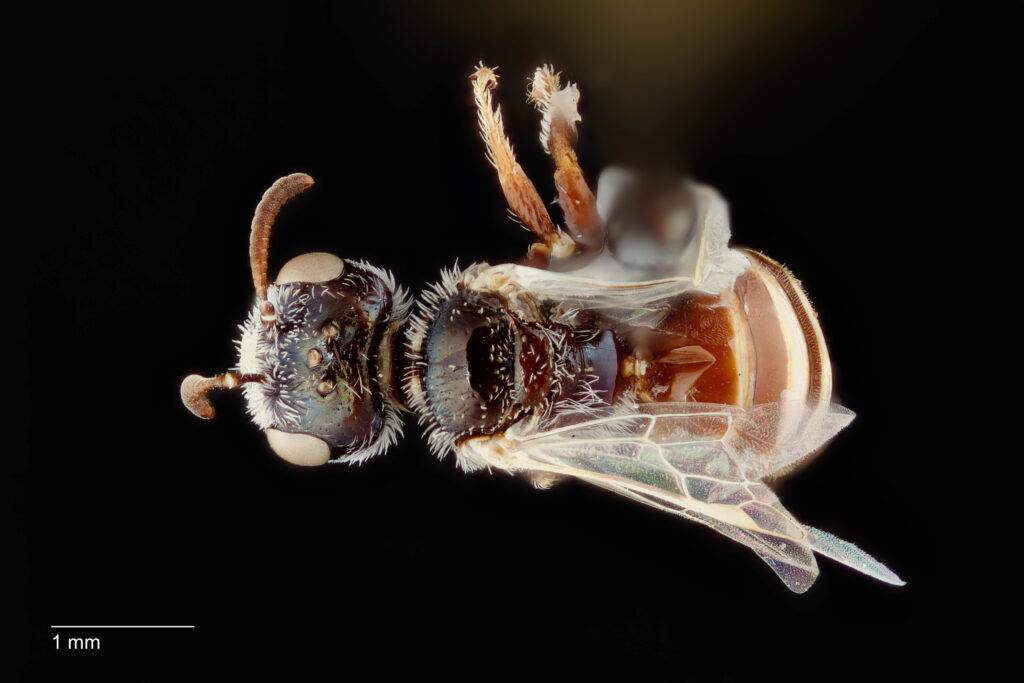 UAIC1138381_Dorsal_65mm_1.4x_2.5x