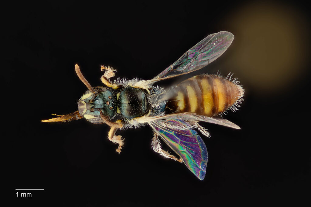 UAIC1138386_Dorsal_65mm_1.4x_1.5x