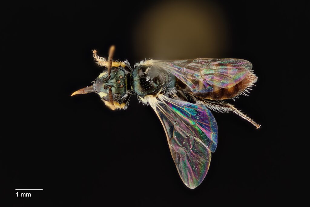 UAIC1138387_Dorsal_65mm_1.4x_1.5x