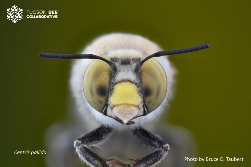 Native bee photographed by Bruce Taubert