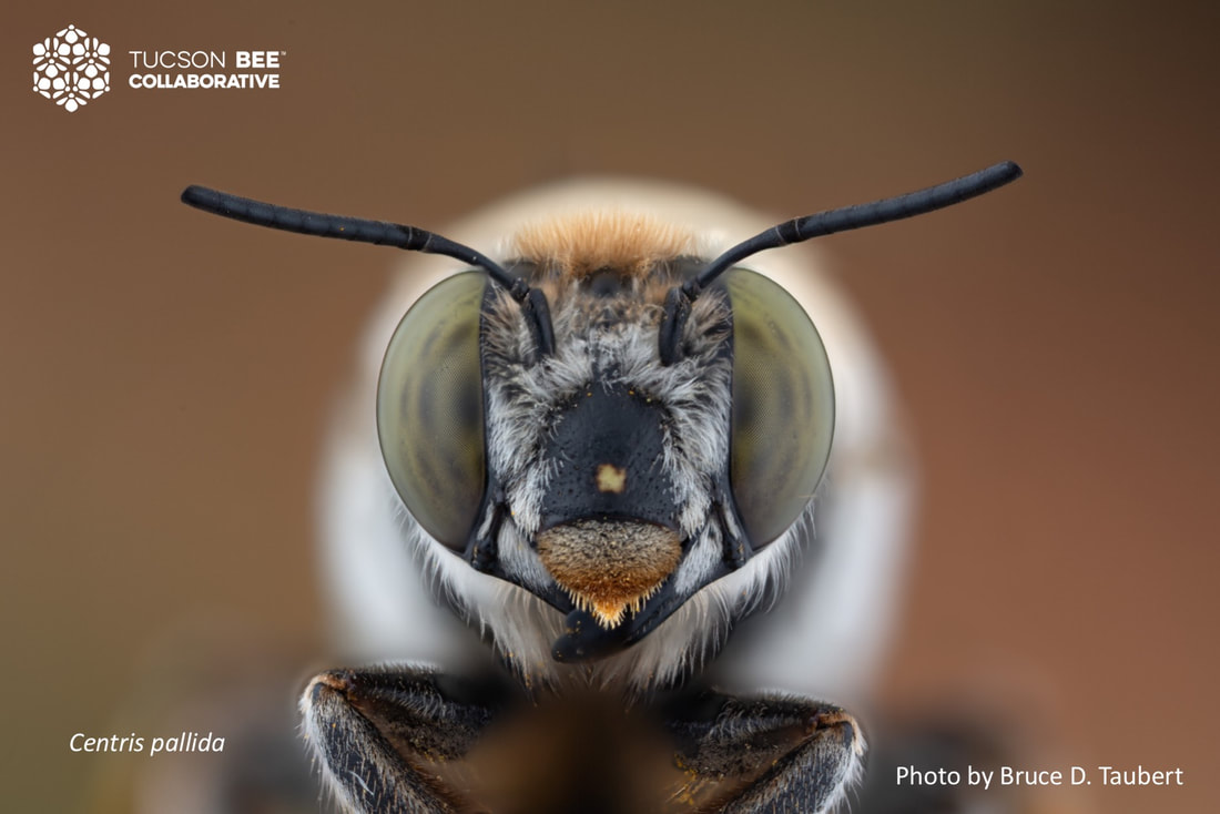 Native bee photographed by Bruce Taubert
