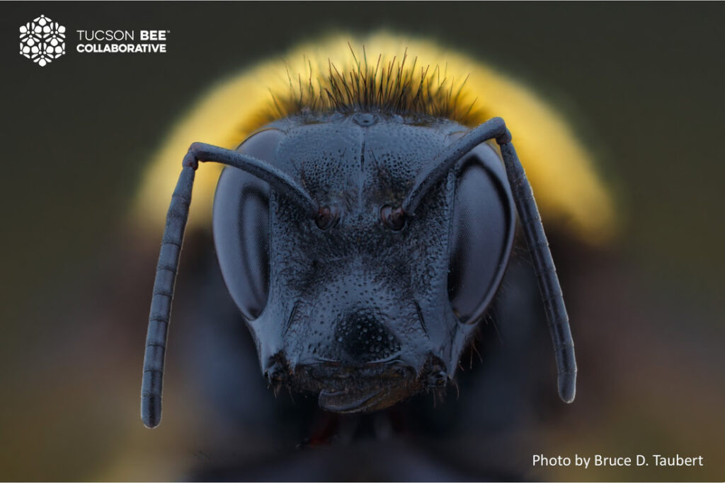 Native bee photographed by Bruce Taubert