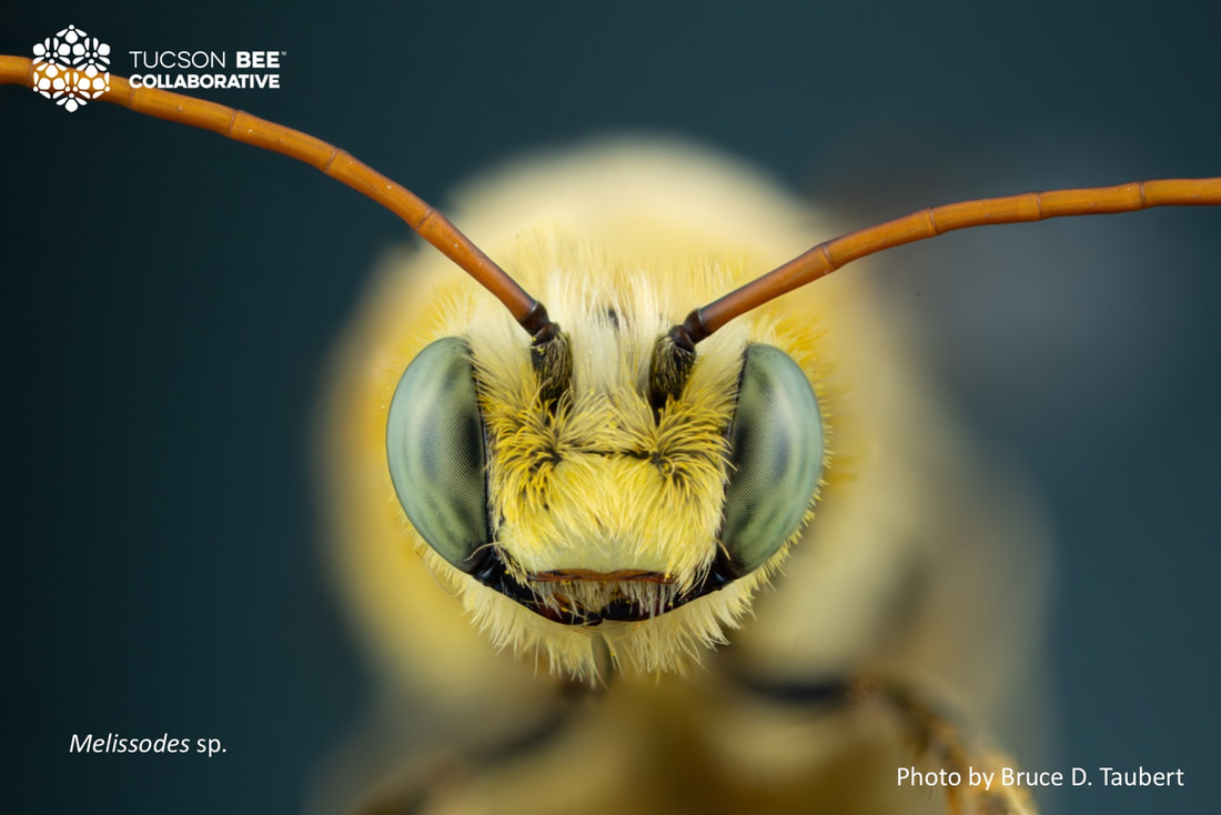 Native bee photographed by Bruce Taubert