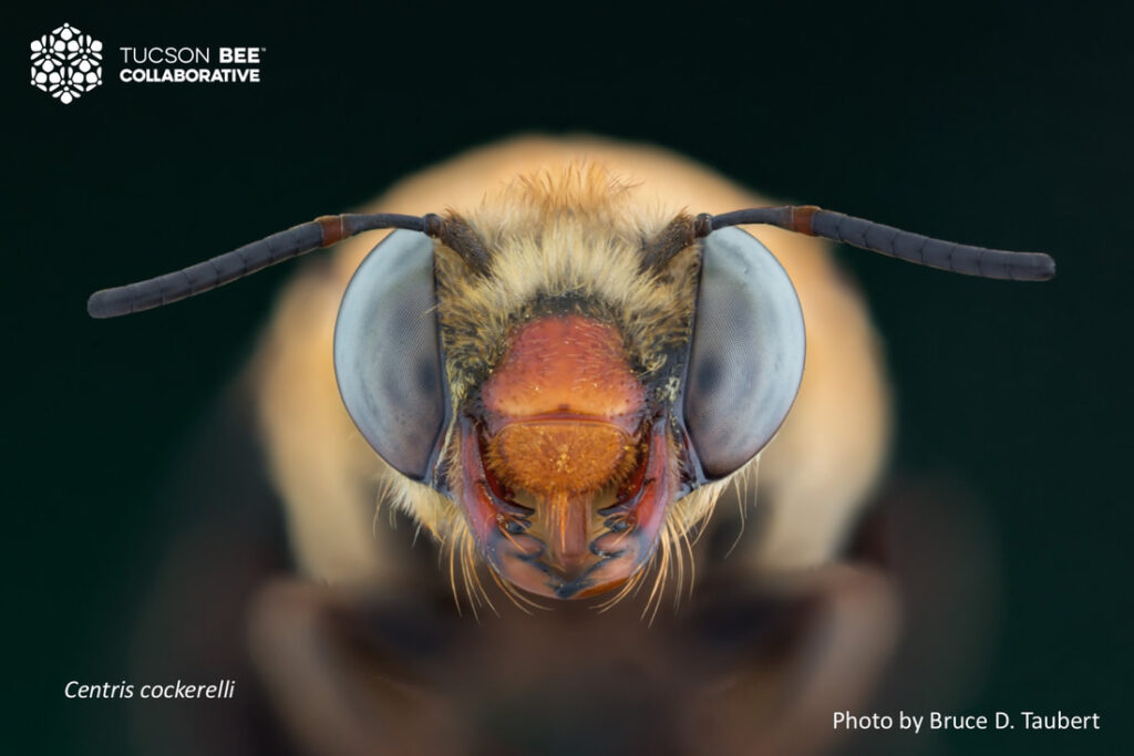 Native bee photographed by Bruce Taubert