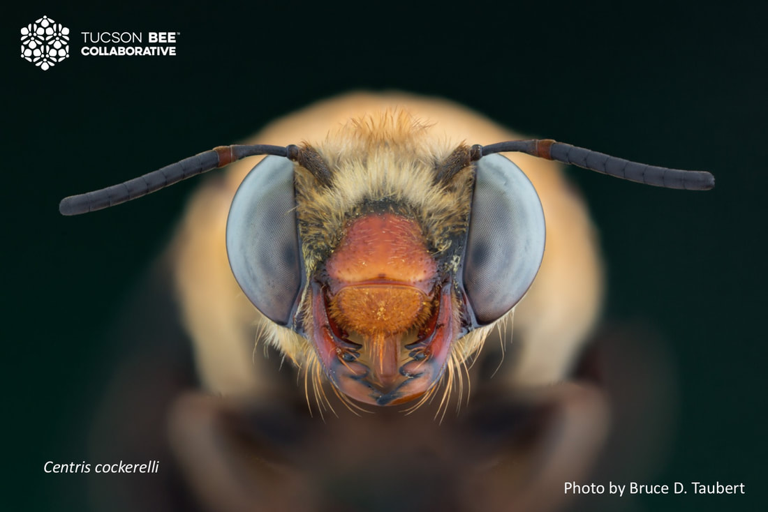 Native bee photographed by Bruce Taubert