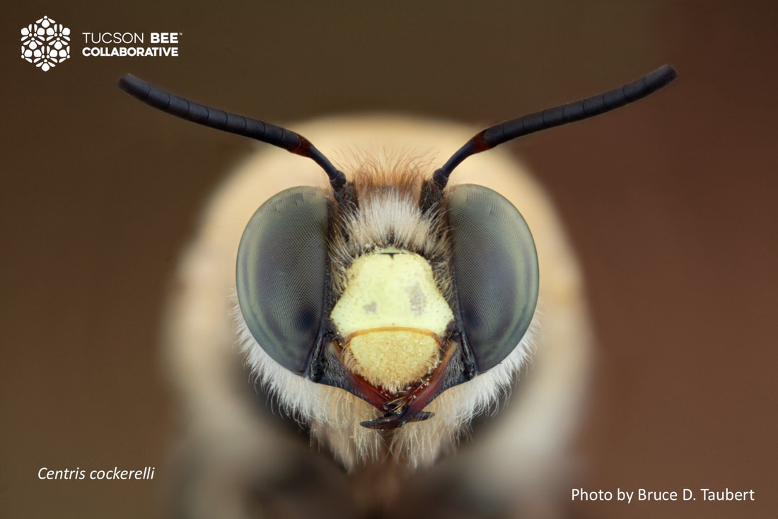 Native bee photographed by Bruce Taubert