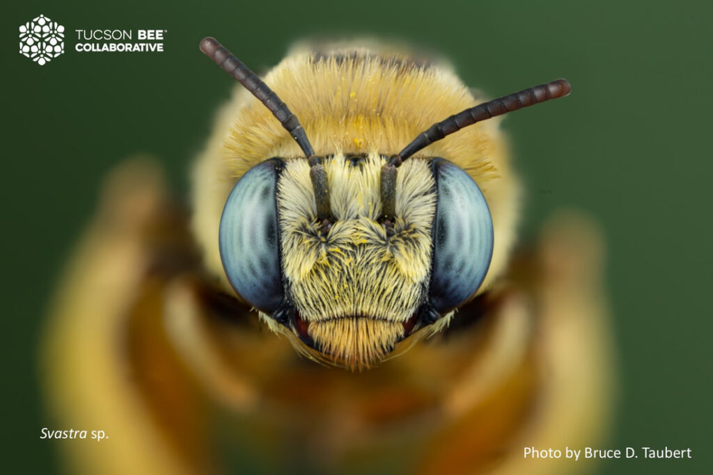 Native bee photographed by Bruce Taubert