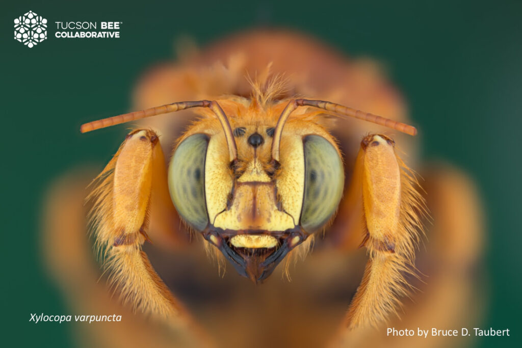 Native bee photographed by Bruce Taubert