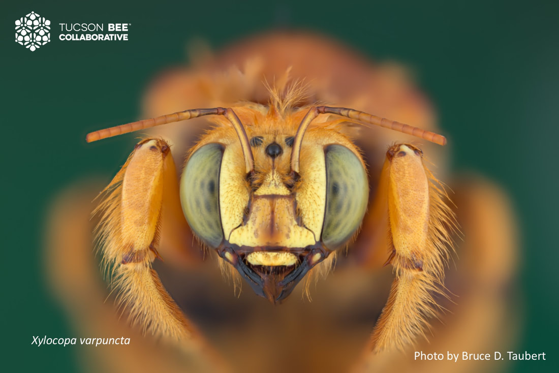 Native bee photographed by Bruce Taubert