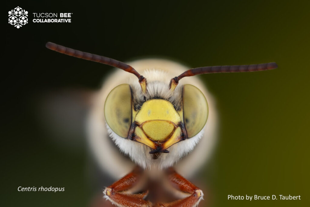Native bee photographed by Bruce Taubert