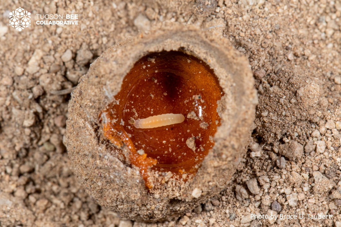 Native bee photographed by Bruce Taubert