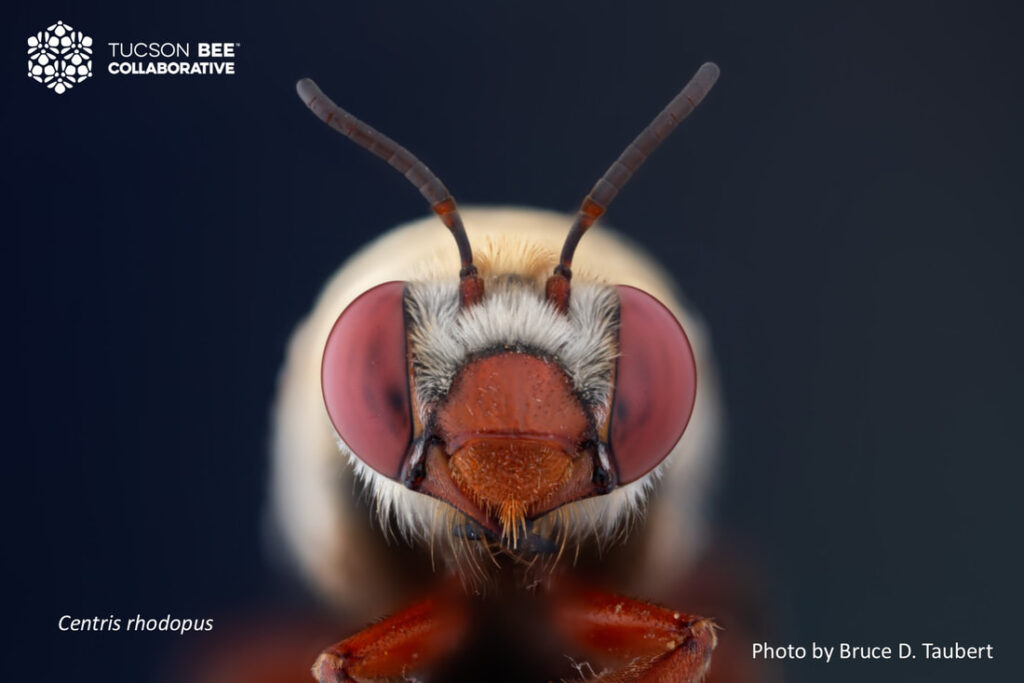 Native bee photographed by Bruce Taubert