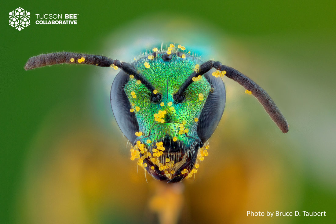 Native bee photographed by Bruce Taubert