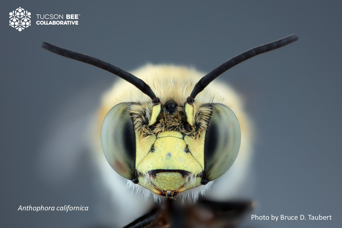 Native bee photographed by Bruce Taubert