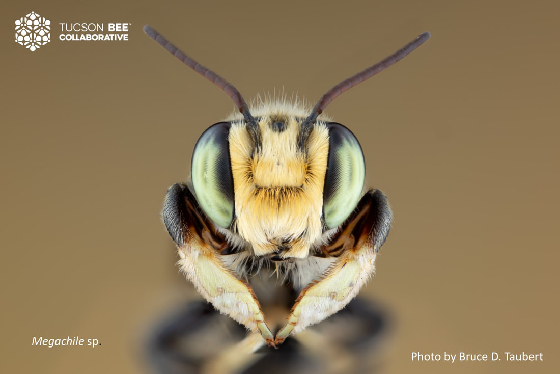 Native bee photographed by Bruce Taubert