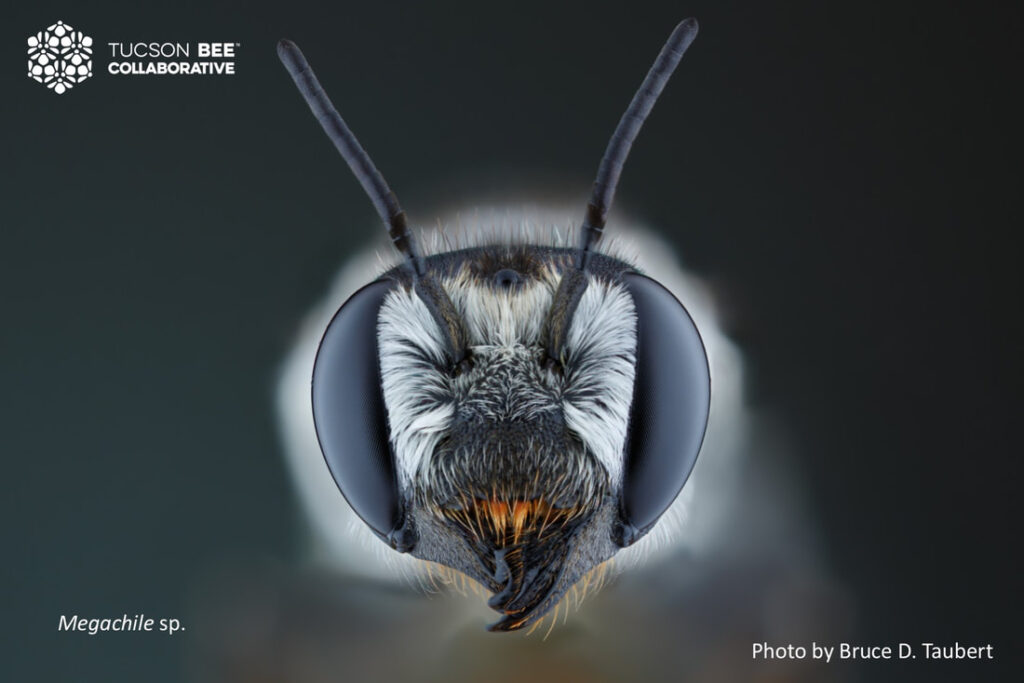 Native bee photographed by Bruce Taubert