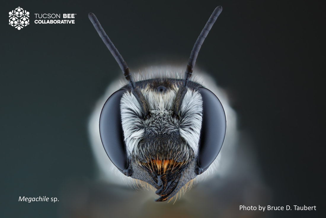 Native bee photographed by Bruce Taubert