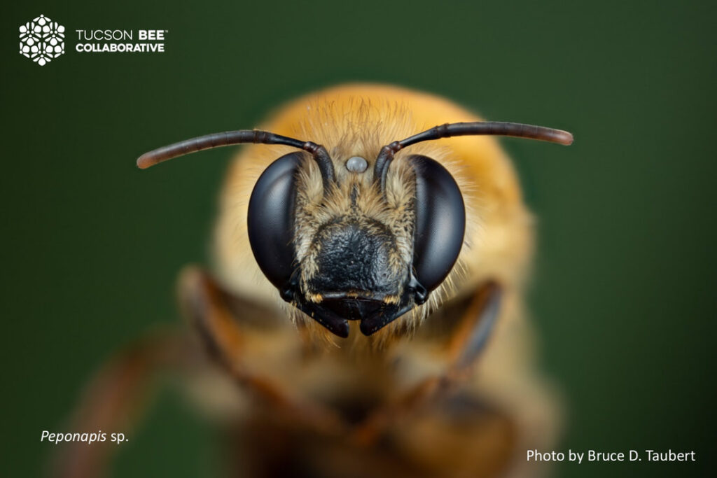 Native bee photographed by Bruce Taubert