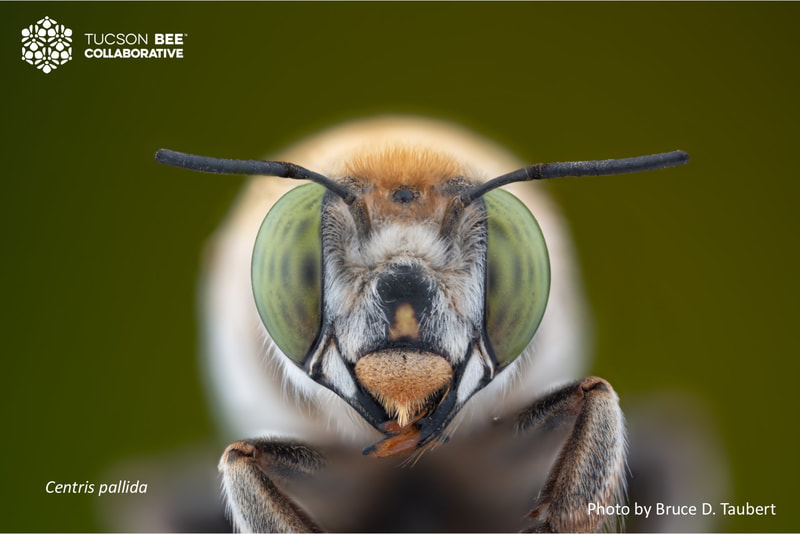 Native bee photographed by Bruce Taubert